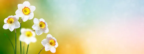 Jarní květy narcisů. — Stock fotografie