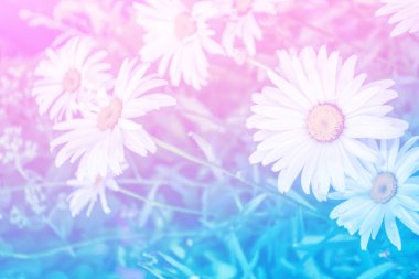 Parlak papatya çiçekler yaz landsca bir arka plan üzerinde beyaz