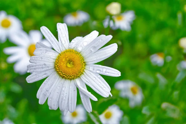 Білі яскраві ромашкові квіти на тлі літньої ландшафтної — стокове фото