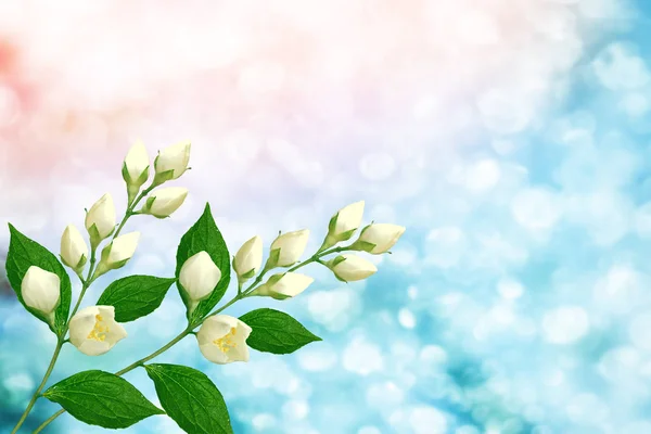 Weißer Jasmin der Zweig zarte Frühlingsblumen — Stockfoto