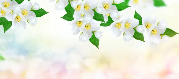 White jasmine The branch delicate spring flowers — Stock Photo, Image