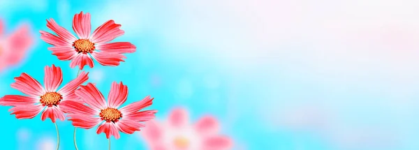 Colorful cosmos flowers on a background of summer landscape. — Stock Photo, Image