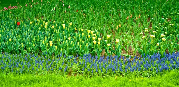 Tulipes de fleurs lumineuses et colorées — Photo