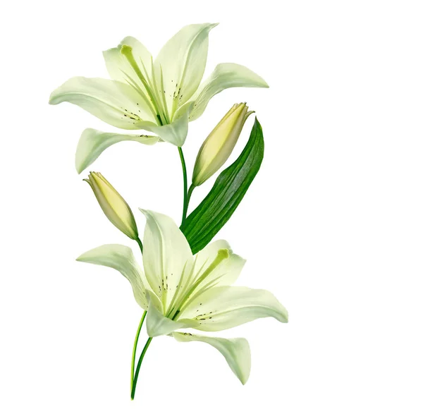 Ljusa lily blommor isolerad på vit bakgrund. — Stockfoto