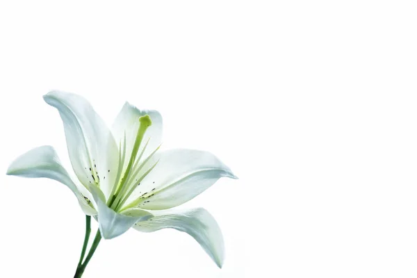 Bright lily flowers isolated on white background. — Stock Photo, Image