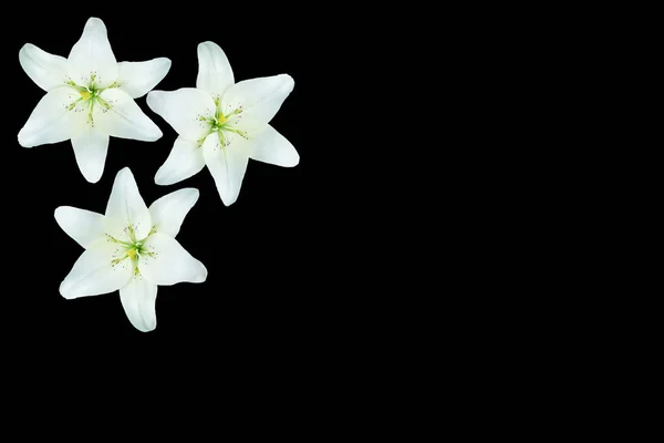 Lys de fleurs isolé sur fond noir. été — Photo