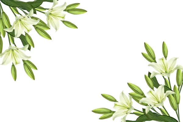 Flores de lirio brillante aisladas sobre fondo blanco . — Foto de Stock