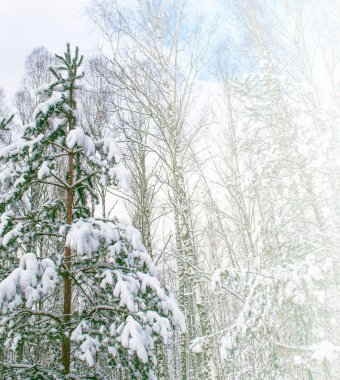  Karla kaplı ağaçlarla donuk kış ormanı.