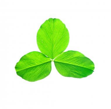 Yeşil yonca izole üzerinde beyaz arka plan bırakır. St.Patrick'ın 