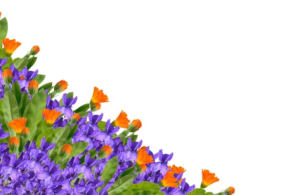 Florale achtergrond van heldere bloemen — Stockfoto