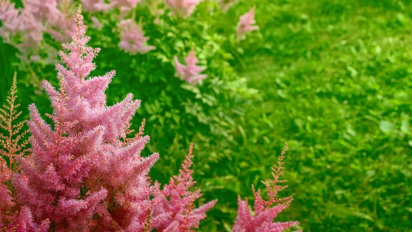 Verschwommener Sommerhintergrund aus Blumen von Astilba und Gras. — Stockfoto