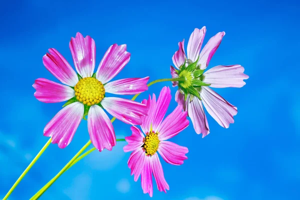 Colorful cosmos flowers on a background of summer landscape. — Stock Photo, Image