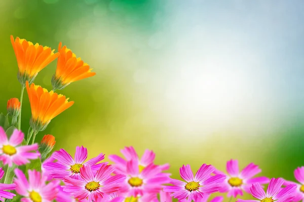Fundo floral de flores cosmos e calêndula — Fotografia de Stock