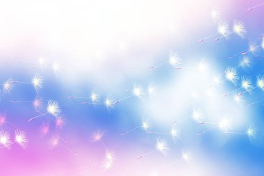 Tohumları. Kabarık karahindiba çiçek toplamı arka planı