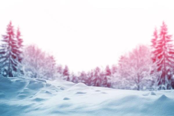 Bevroren winterbos met besneeuwde bomen. — Stockfoto