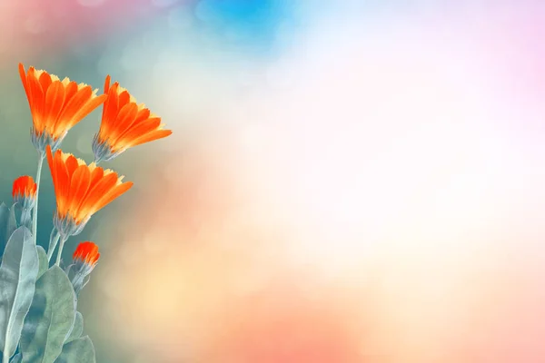 Calendula flowers on a background of the summer landscape. — Stock Photo, Image