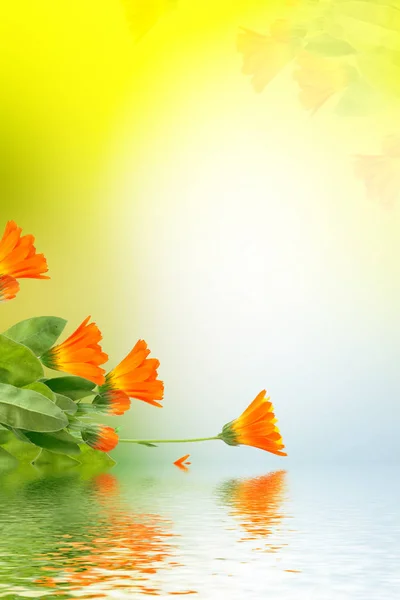 Calendula flowers on a background of the summer landscape. — Stock Photo, Image