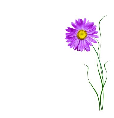 Beyaz arka plan üzerinde izole Michaelmas'la papatya çiçekler