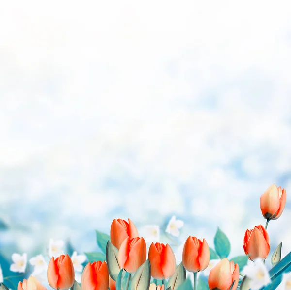 Φωτεινά και πολύχρωμα λουλούδια τουλίπες στο φόντο των άνοιξη l — Φωτογραφία Αρχείου