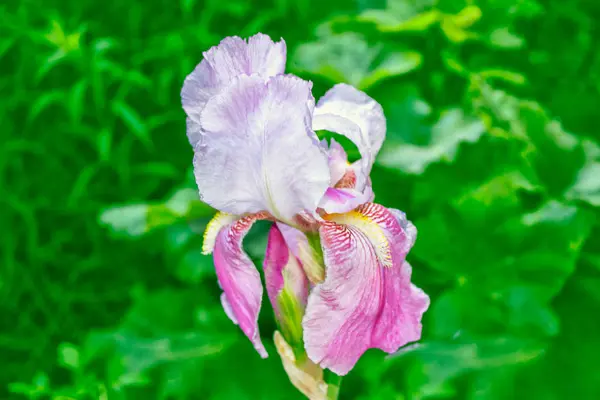 Flores de íris coloridas brilhantes — Fotografia de Stock