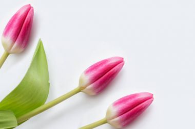 bahar çiçekleri laleler 