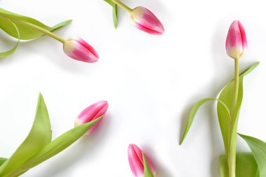 bahar çiçekleri laleler 