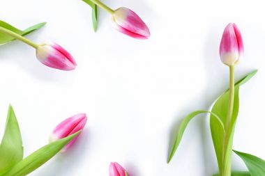 bahar çiçekleri laleler 