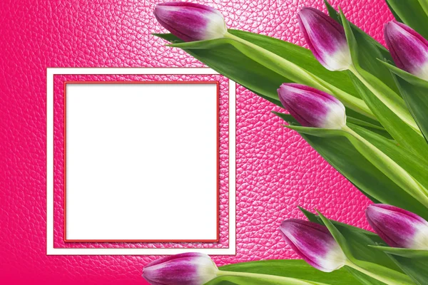 ดอกไม้สดใสและมีสีสัน ทิวลิป — ภาพถ่ายสต็อก