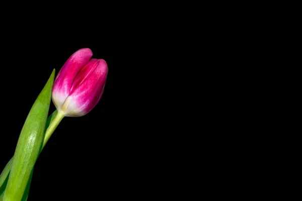 Bloemen van de tulpen geïsoleerd op zwarte achtergrond. — Stockfoto