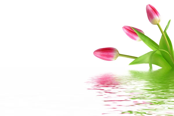 Spring flowers tulips — Stock Photo, Image