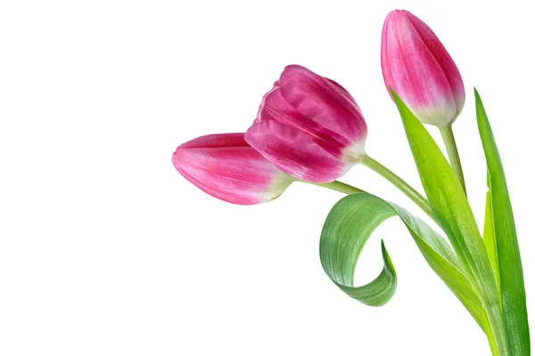 Fiori di primavera tulipani — Foto Stock