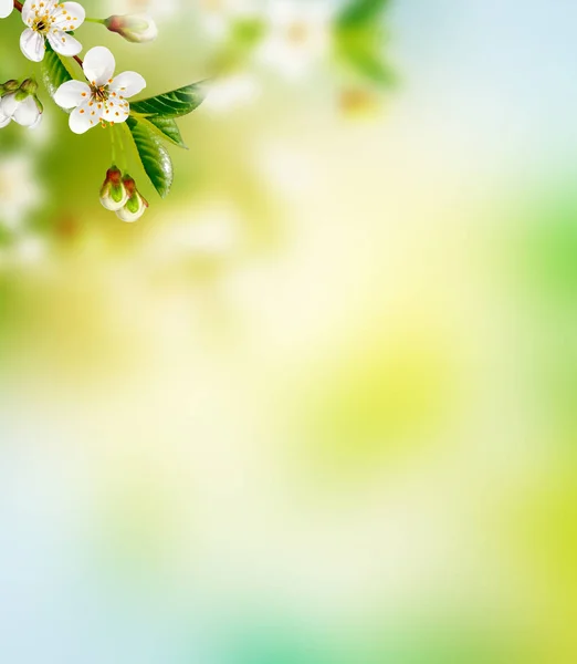 Světlé barevné jarní květiny — Stock fotografie