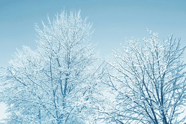 Forêt d'hiver gelée avec arbres enneigés. — Photo