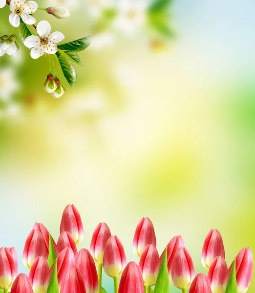 Ljusa färgglada vårblommor — Stockfoto