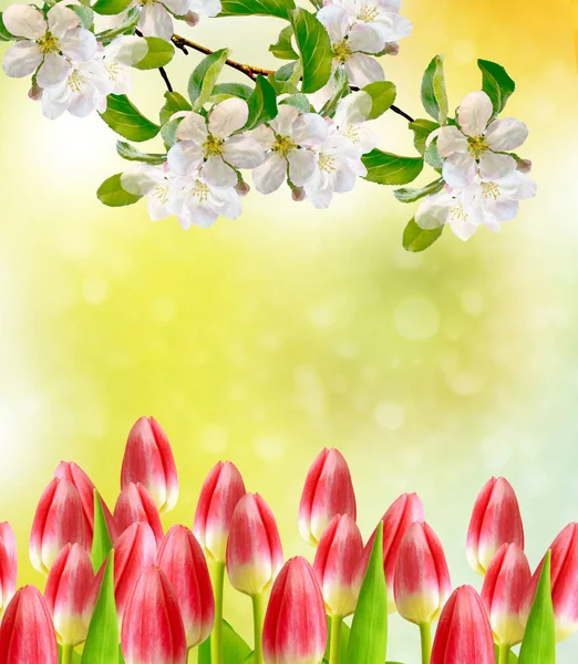 Bright colorful spring flowers — Stock Photo, Image