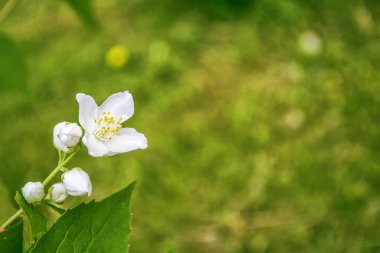 Yasemin şube hassas bahar çiçekleri beyaz