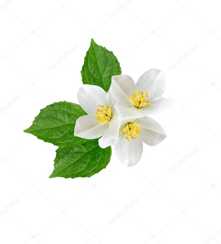 branch of jasmine flowers 