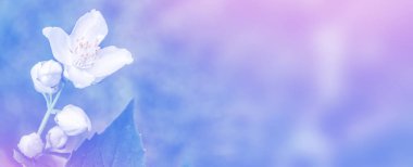 Yasemin şube hassas bahar çiçekleri beyaz