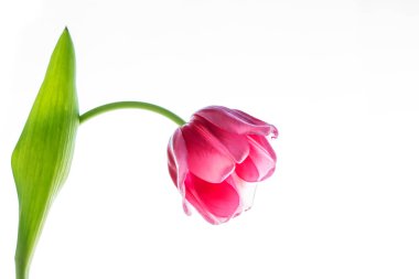 bahar çiçekleri laleler 