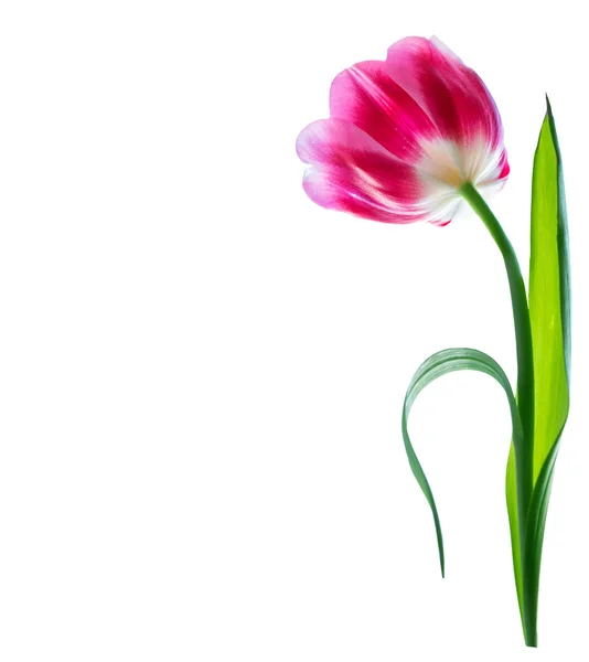 Lente bloemen tulpen — Stockfoto