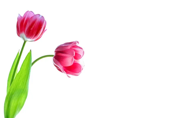 Lente bloemen tulpen — Stockfoto