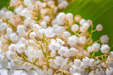 Bahar manzarası. çiçekleri vadideki zambak
