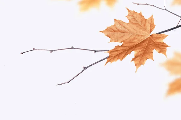 明るいカラフルな葉と秋の背景. — ストック写真