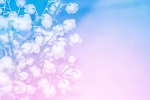 Voorjaarslandschap. bloemen lelie van de vallei — Stockfoto