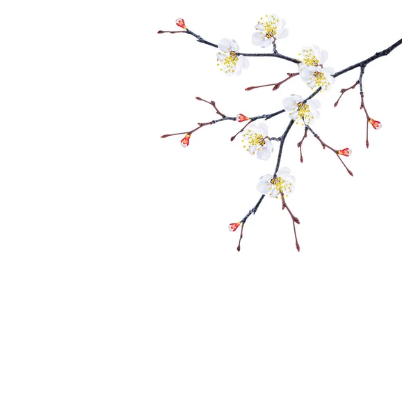 Blommande gren av körsbär — Stockfoto