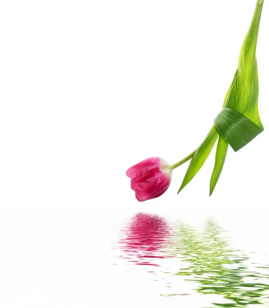 Flores da primavera tulipas — Fotografia de Stock