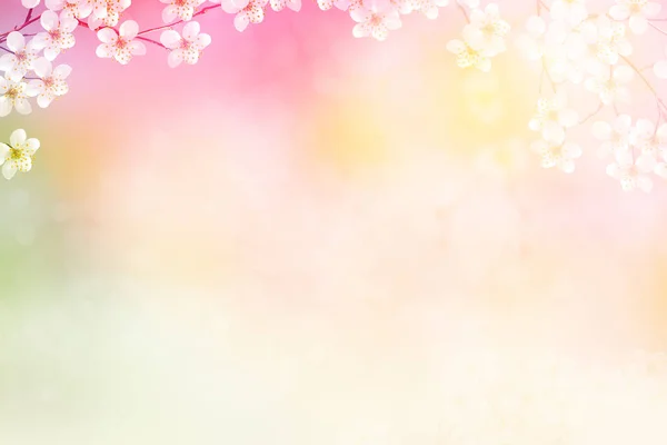 Ljusa färgglada vårblommor — Stockfoto