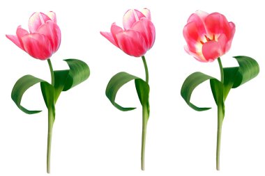 bahar çiçekleri laleler 