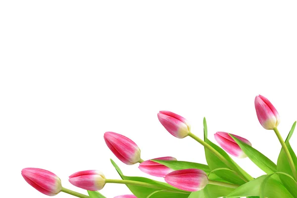 Spring flowers tulips — Stock Photo, Image