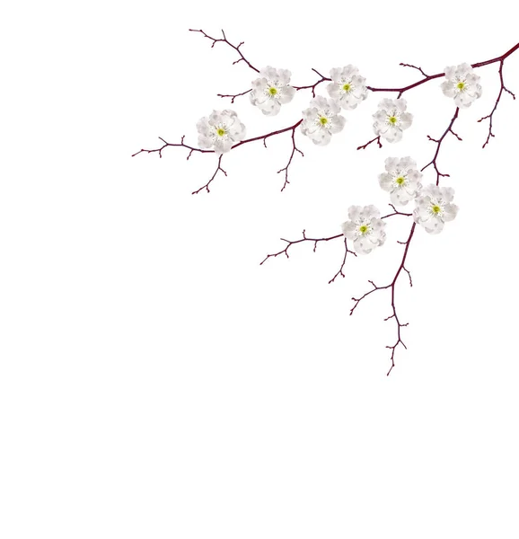 체리의 꽃 지점 — 스톡 사진
